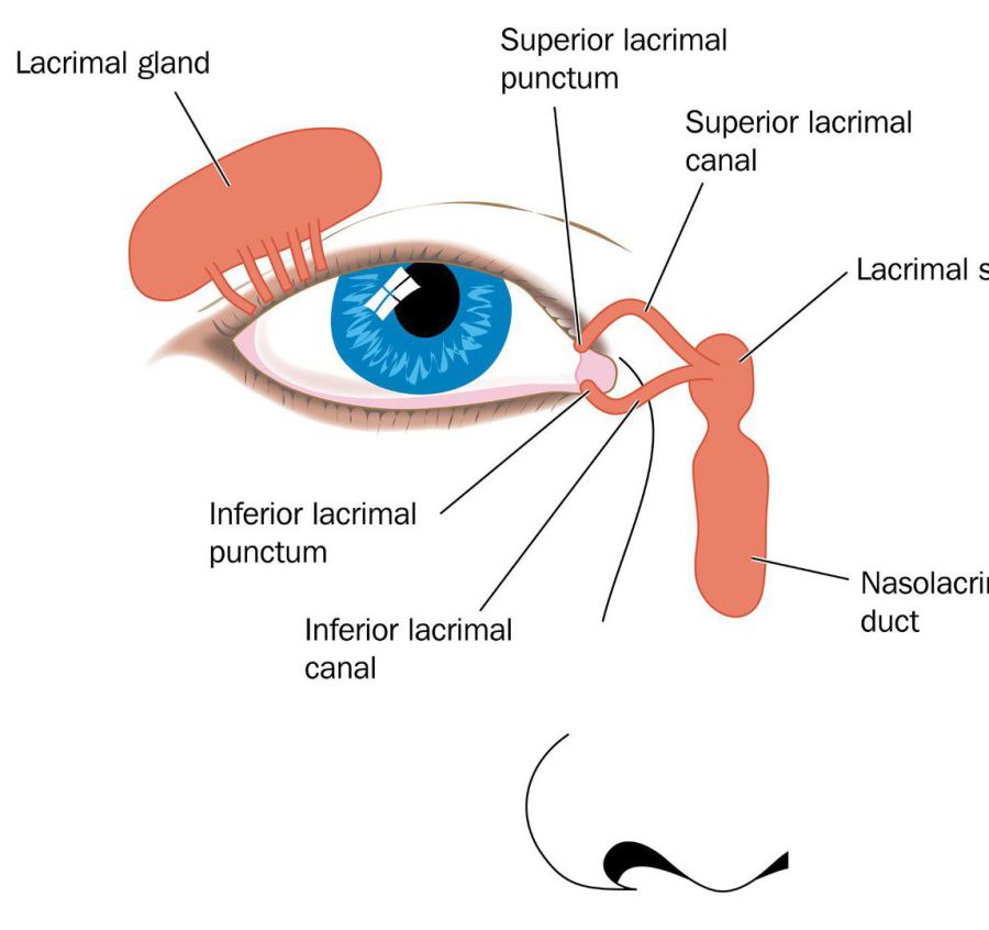 Prohom Augen I Eye I